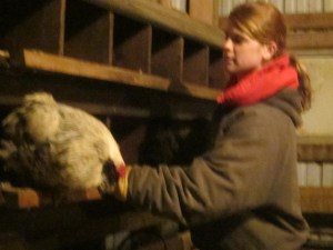 Here Nichole is checking our nesting boxes for eggs