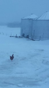 Even in the snow, the chickens love to roam free!