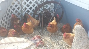 Chickens up by the House